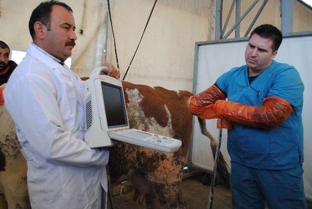 Kurbanlıklara Ultrasonlu Gebelik Kontrol&uuml; 1