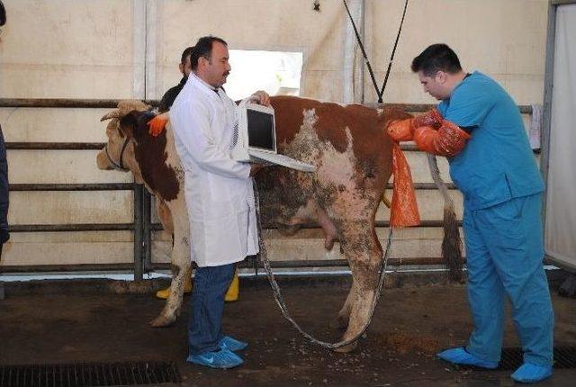 Kurbanlıklara Ultrasonlu Gebelik Kontrol&uuml; 2