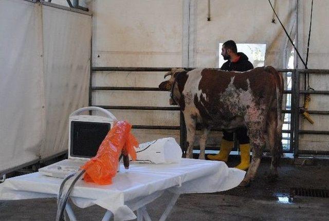 Kurbanlıklara Ultrasonlu Gebelik Kontrol&uuml; 3