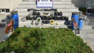 Muğla'daki Köylerde Esrar Operasyonu Düzenlendi