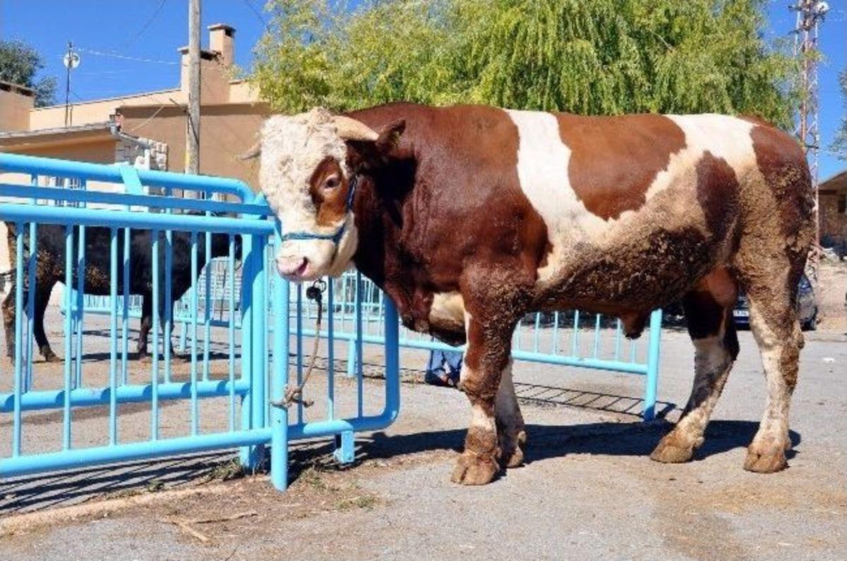 Sivas Kurban Pazarının G&ouml;zdesi 1 Tonluk &ldquo;roberto Carlos&rdquo;