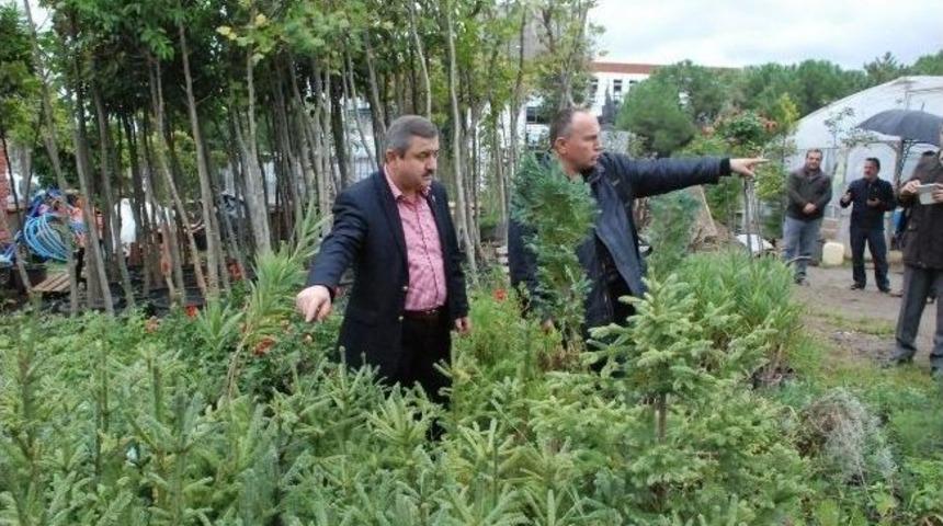 Fatsa Belediyesi 10 Yılda 5 Bin 20 Ağa&ccedil; Dikti