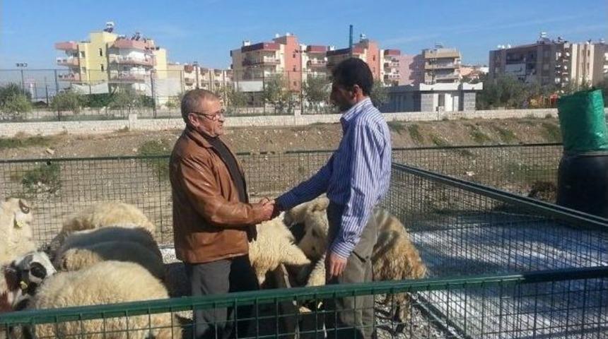 Seferihisar Kurban Pazarında Satışlar Başladı