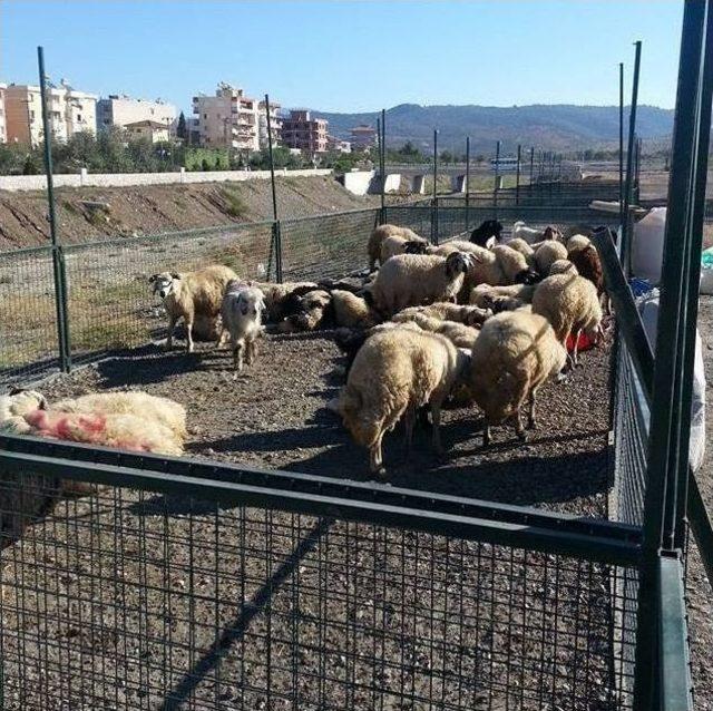 Seferihisar Kurban Pazarında Satışlar Başladı