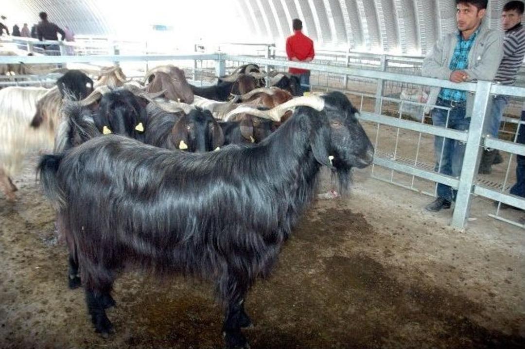 (&ouml;zel Haber) İnsan Boyundaki Kurbanlık Ko&ccedil; Bin Tl