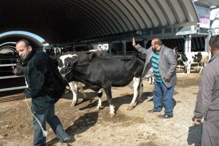 (özel Haber) İnsan Boyundaki Kurbanlık Koç Bin Tl G2