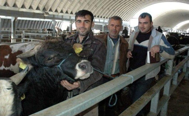 (özel Haber) İnsan Boyundaki Kurbanlık Koç Bin Tl G3