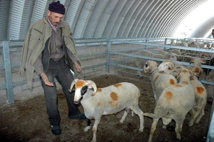 (özel Haber) İnsan Boyundaki Kurbanlık Koç Bin Tl G4