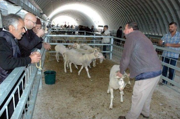 (özel Haber) İnsan Boyundaki Kurbanlık Koç Bin Tl G5