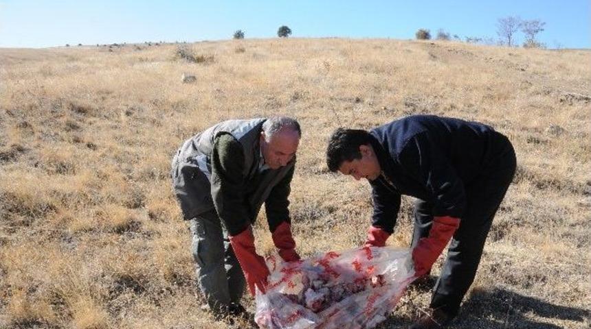 Yaban Hayvanları İ&ccedil;in Doğaya Yem Bırakıldı