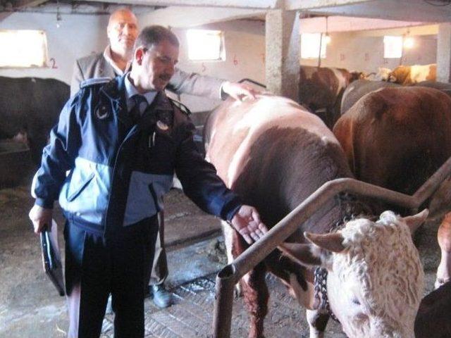 Zabıta Ekipleri Kurban Satışı Yapılan Ahırları Denetledi