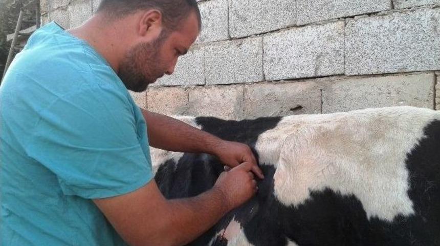 İneğin Karnından Naylon &Ccedil;ıktı
