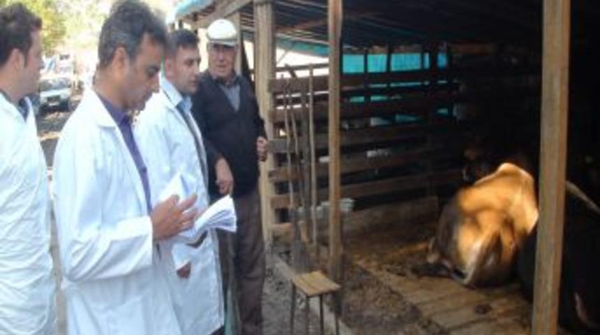 Kurbanlık Hayvanlar Denetlendi
