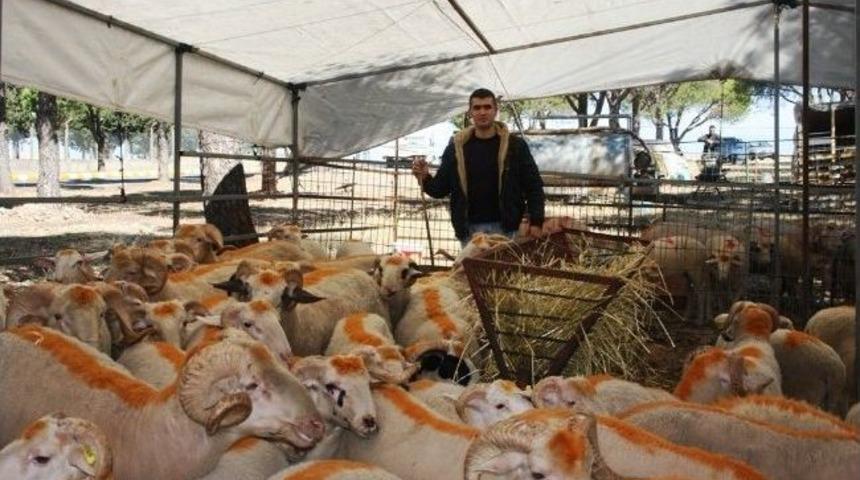 Ayvalık Belediyesi Kurban Pazarı A&ccedil;ıldı