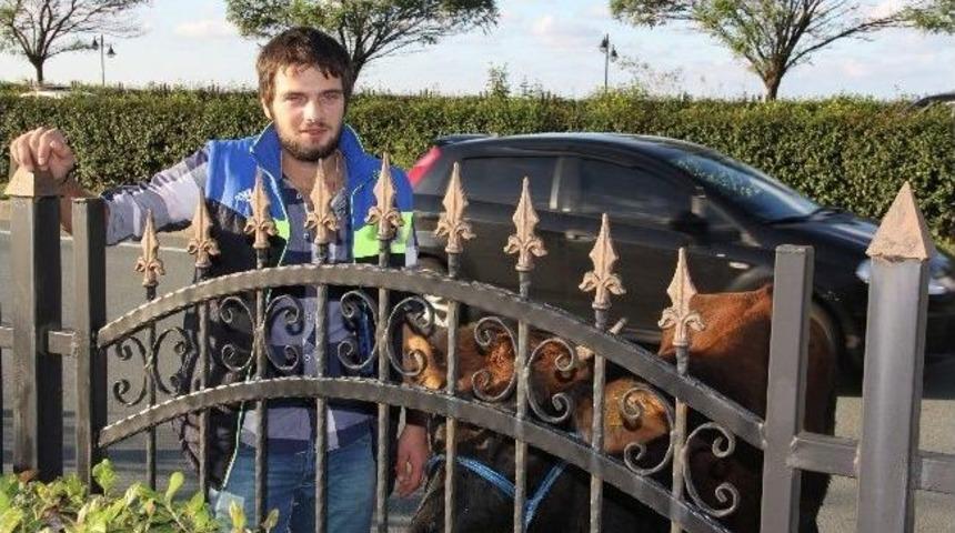 Rize'de Kurban Bayramı &Ouml;ncesi İlk Ka&ccedil;ak Boğa Yollarda