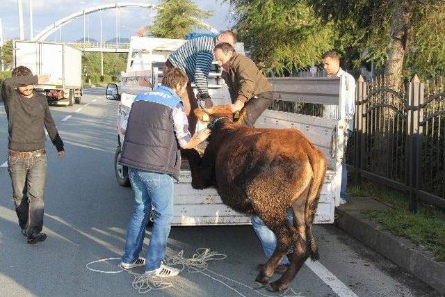 Rize'de Kurban Bayramı Öncesi İlk Kaçak Boğa Yollarda