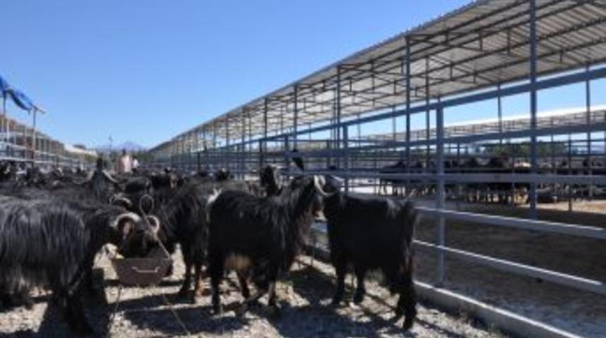 Kurban Satıcıları Belediyenin Koyduğu Rayi&ccedil; Fiyattan Şikayet&ccedil;i