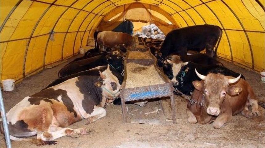 Yenimahalle’de Kurban Hazırlıkları