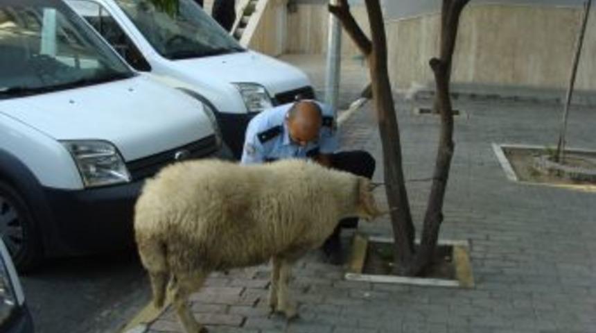 Motosikletle &Ccedil;alınan Kurbanlık Ko&ccedil;ları Polis Kurtardı