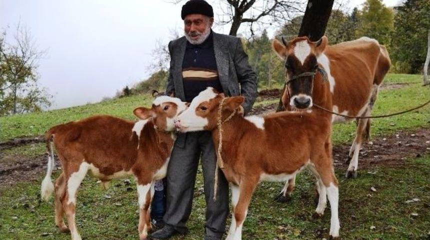 Farklı Cinsiyette Doğan İkiz Buzağılar Yaşlı Sahiplerinin Mutluluk Kaynağı