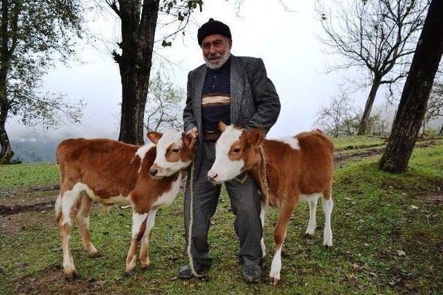 Farklı Cinsiyette Doğan İkiz Buzağılar Yaşlı Sahiplerinin Mutluluk Kaynağı