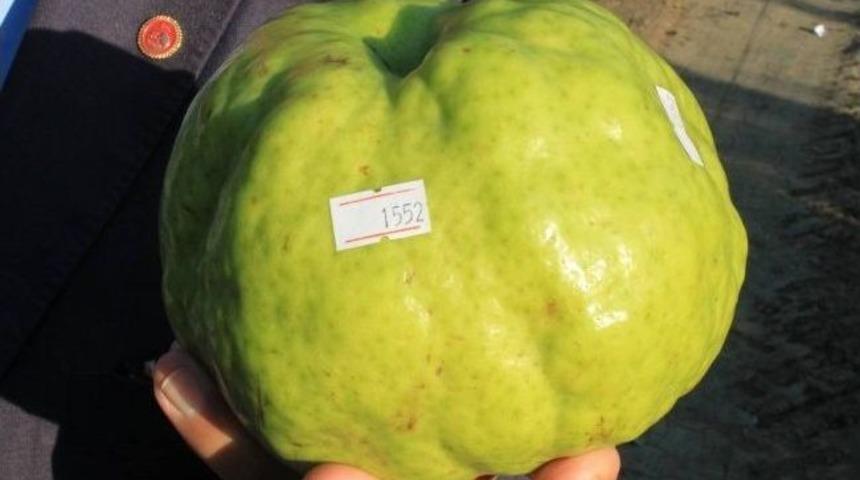 1,5 Kiloluk Armut G&ouml;renleri Şaşırtıyor