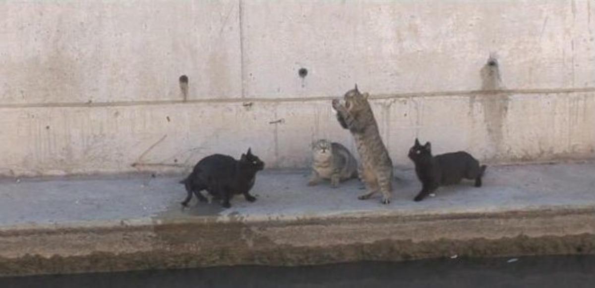 Uyanık Kedi Oltaya Takılan Balığı Kaptı