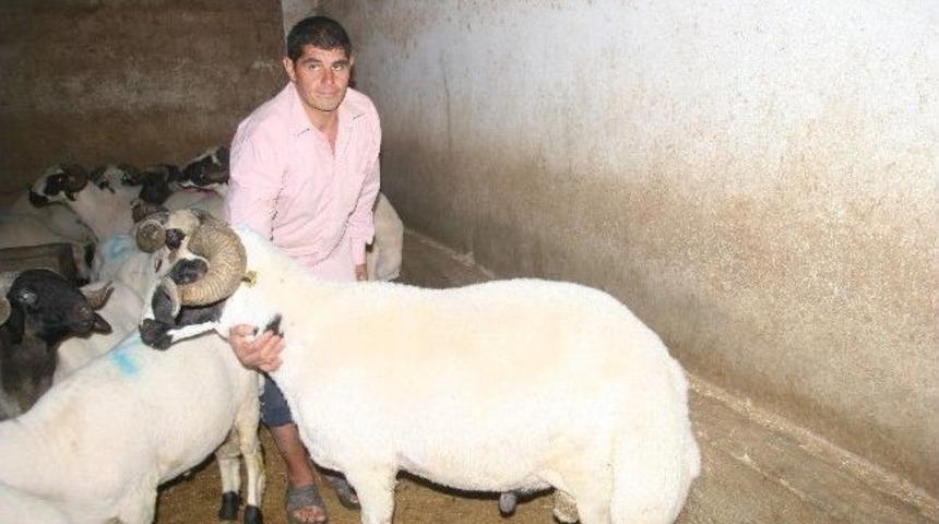 Kilis&rsquo;te Kurbanlıklar Piyasada