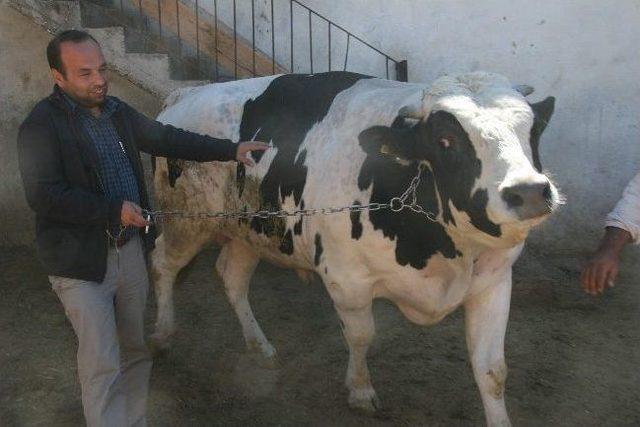 Kilis&rsquo;te Kurbanlıklar Piyasada 1