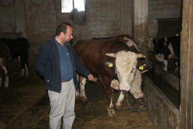 Kilis&rsquo;te Kurbanlıklar Piyasada 2