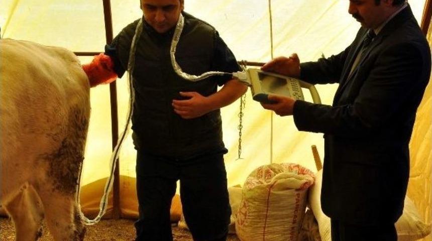 (&ouml;zel Haber) Kurbanlıklara Ultrasonla Gebelik Testi