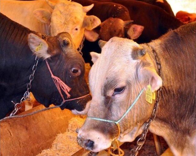 (&ouml;zel Haber) Kurbanlıklara Ultrasonla Gebelik Testi 1