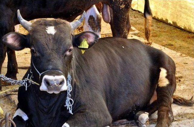 (&ouml;zel Haber) Kurbanlıklara Ultrasonla Gebelik Testi 2