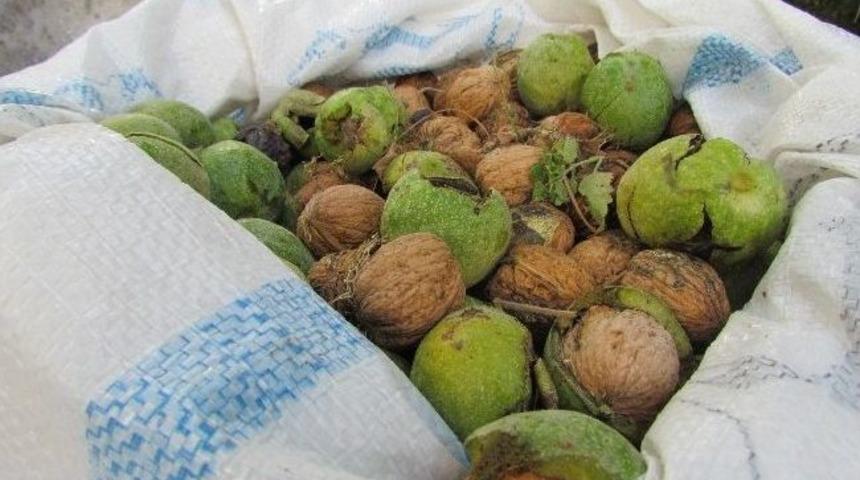 Van&rsquo;da Ceviz Hasadı