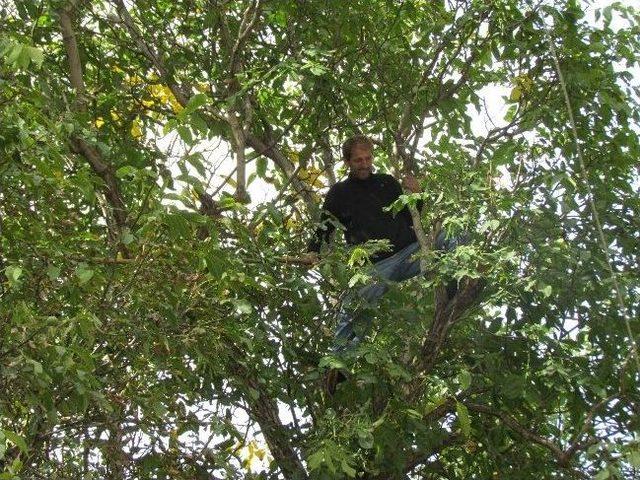 Van&rsquo;da Ceviz Hasadı 1