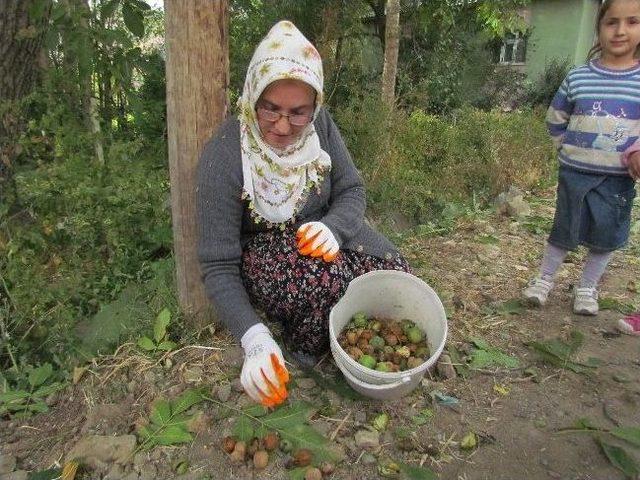 Van&rsquo;da Ceviz Hasadı 2