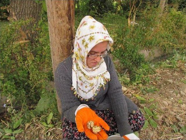 Van&rsquo;da Ceviz Hasadı 3