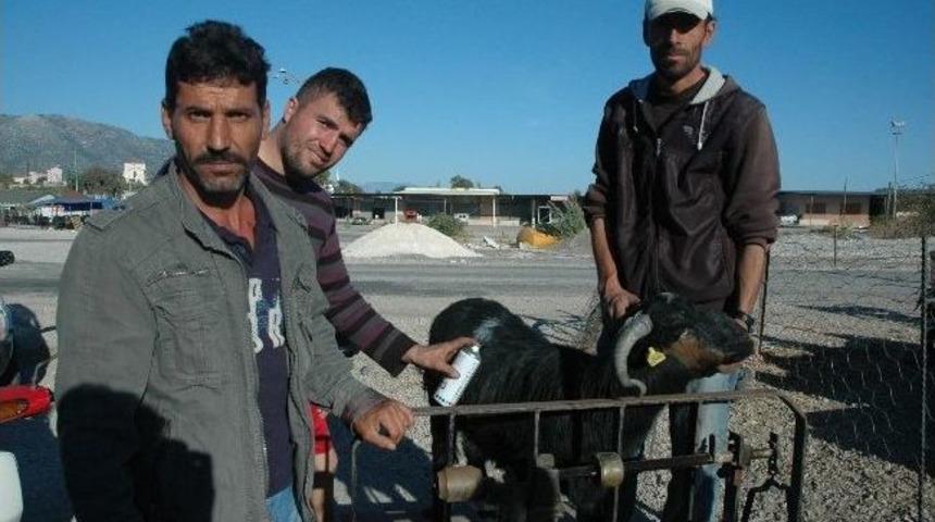 Kurban Pazarında "pazarlık" Keyfi