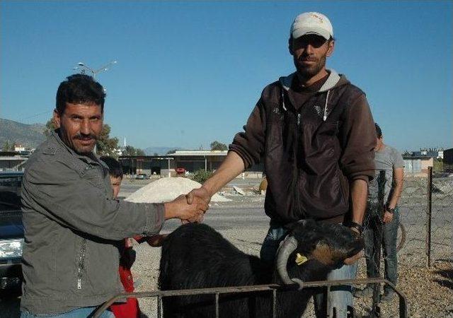 Kurban Pazarında "pazarlık" Keyfi 1