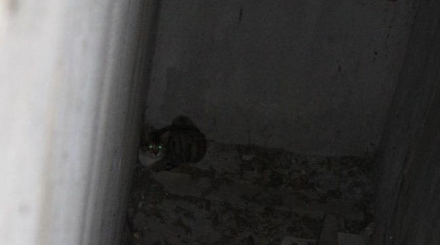 Yavru Kedi İ&ccedil;in Tehlikeli Operasyon...(&ouml;zel Haber)