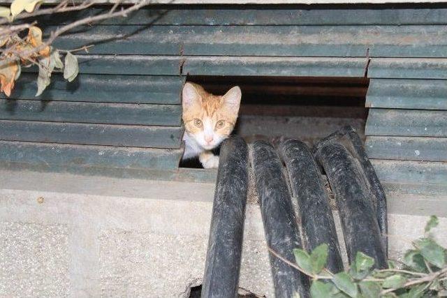 Yavru Kedi İ&ccedil;in Tehlikeli Operasyon...(&ouml;zel Haber) 2
