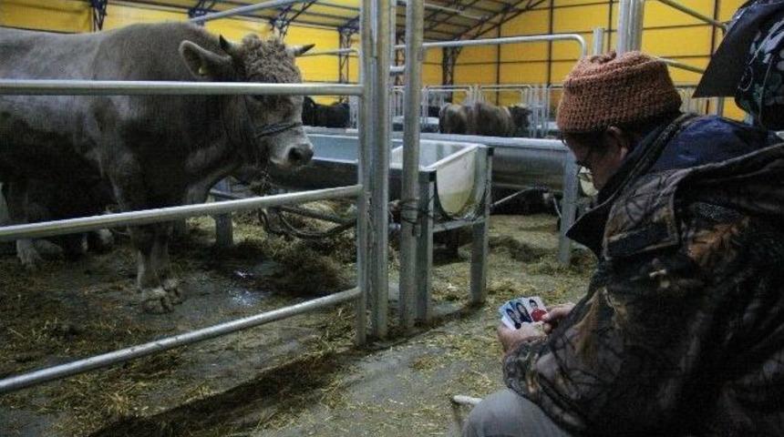 (özel Haber) Belgesel Tadında Kurban Pazarı Manzaraları