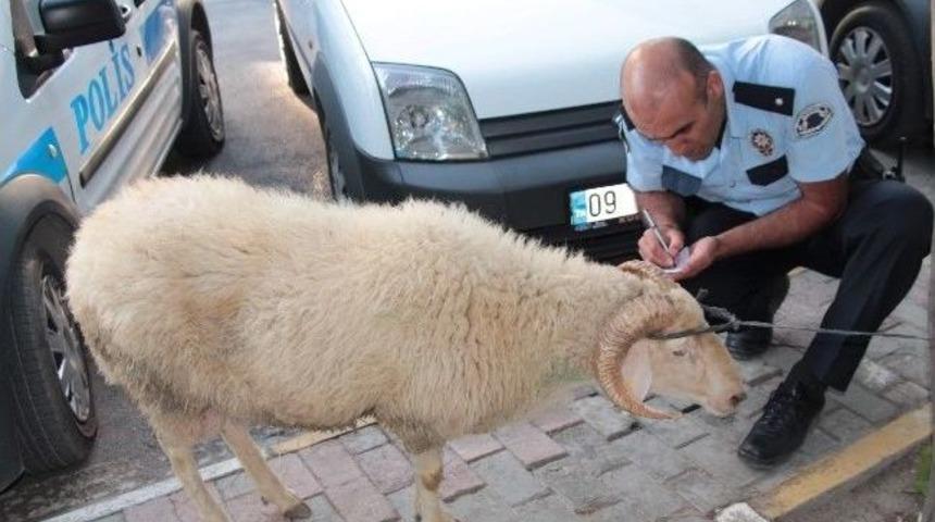 Motosikletle &Ccedil;alıntı Ko&ccedil; Nakline Polis Engeli
