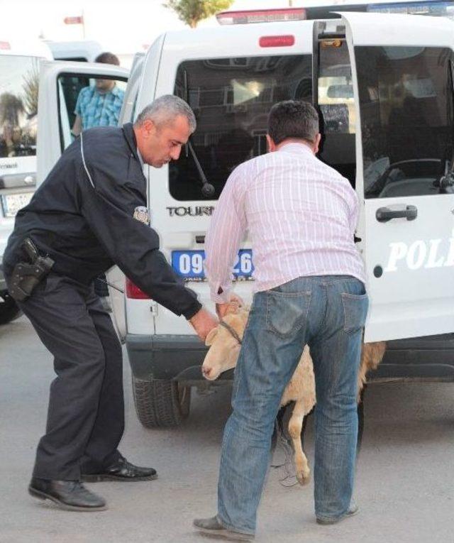 Motosikletle Çalıntı Koç Nakline Polis Engeli