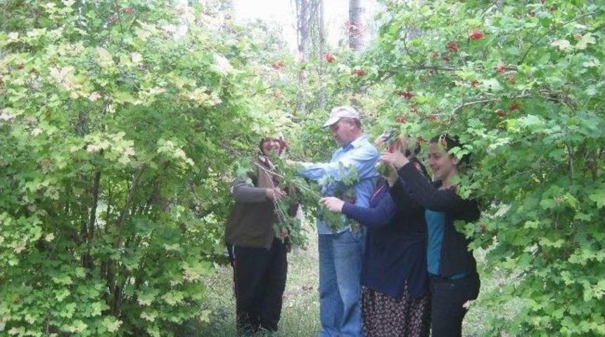 Gilaboru Hasadı Başladı