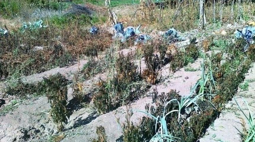 Erken Yağan Kırağı &Ccedil;ift&ccedil;iyi Vurdu