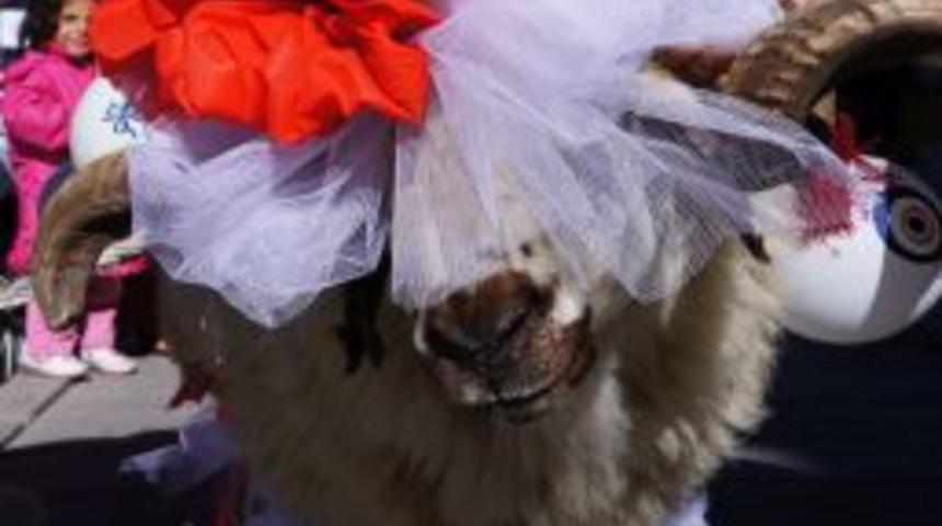 Gelin Adayının Itibarı Kurbanlık Gelin Ko&ccedil;u