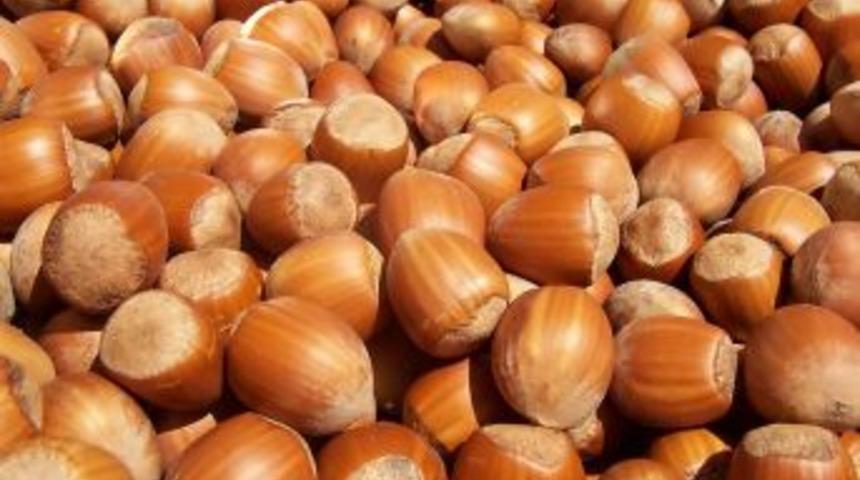 Fındık Ihracatında Cumhuriyet Rekoru Kırıldı