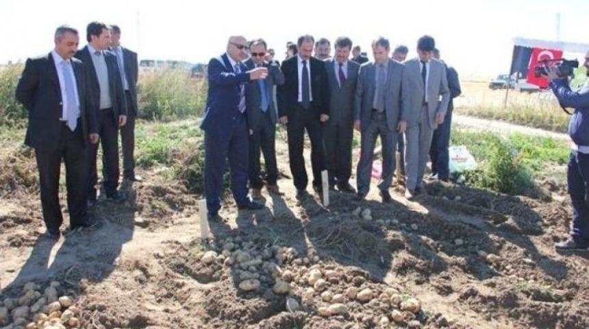 Yerli Patates &Ccedil;eşitleri Geliştiriliyor