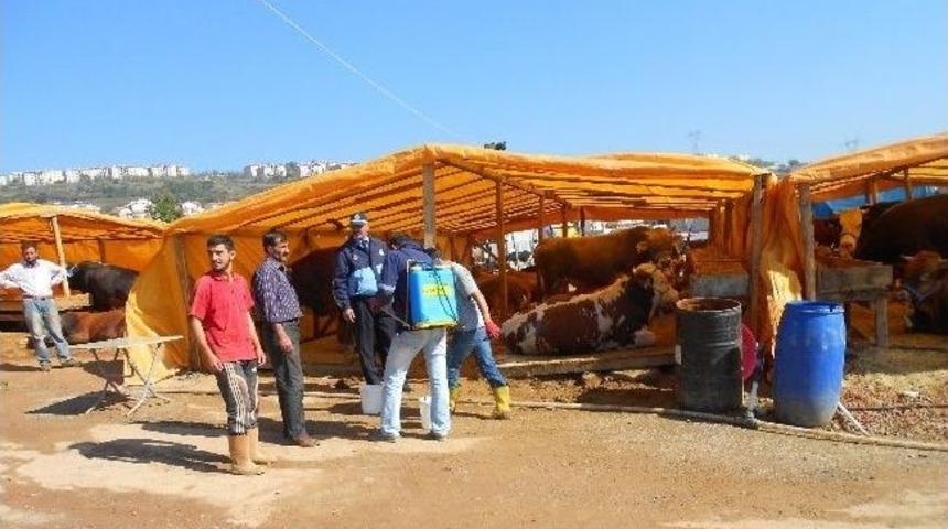 İzmit Kurban Pazarında Her Şey Yolunda